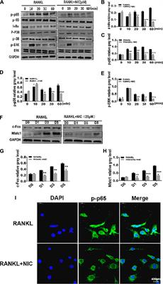 Nicorandil Inhibits Osteoclast Formation Base on NF-κB and p-38 MAPK Signaling Pathways and Relieves Ovariectomy-Induced Bone Loss